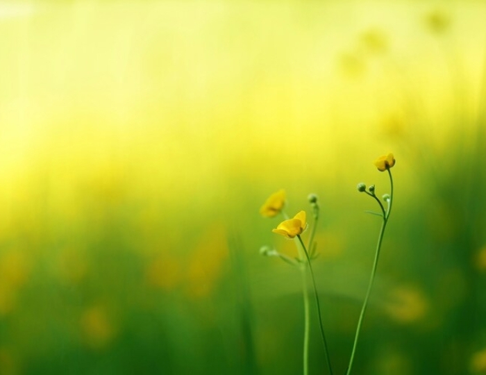 Общетерапевтическая + Мацеста - СКК «Адлеркурорт» (корпус «Коралл»)