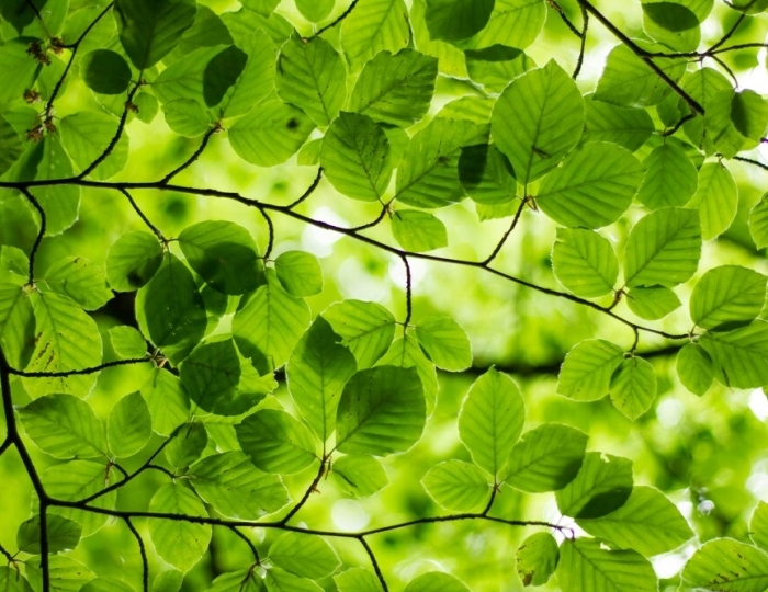 Оздоровительная - СКК «Адлеркурорт» (корпус «Коралл»)