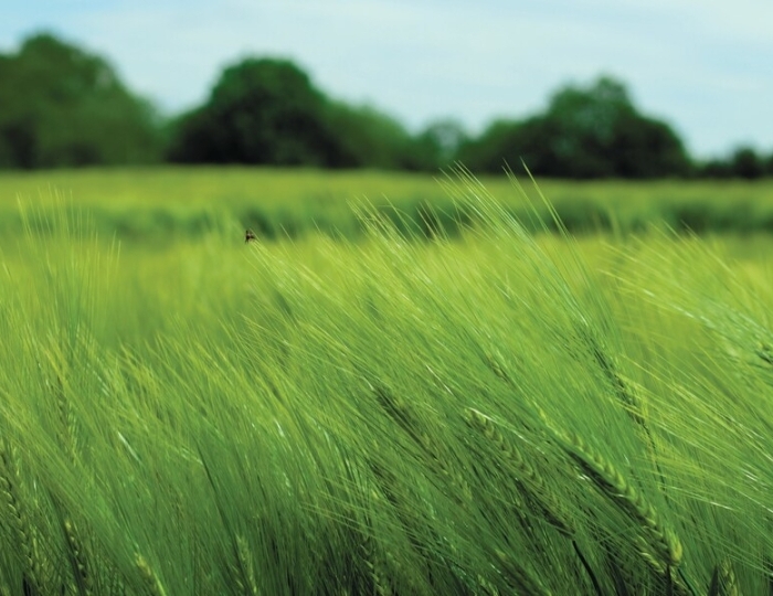 Послеожоговая (Общетерапевтическая с Мацестой) - СКК «Адлеркурорт» (корпус «Коралл»)