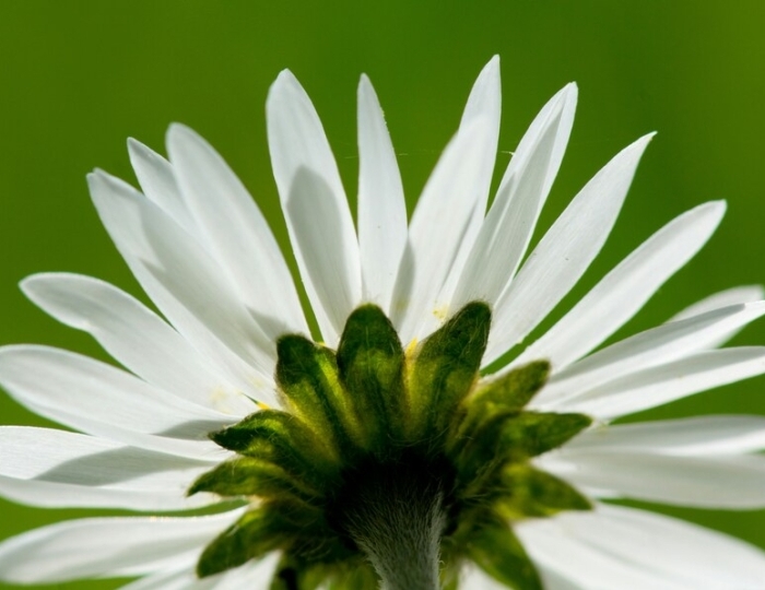 Программа СМАРТ / СМАРТ с МАЦЕСТОЙ - СКК «Адлеркурорт» (корпус «Коралл»)